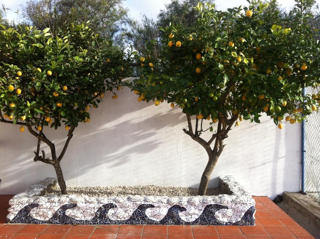 Alentejo Pig Dog Surf Camp Hotel Palhota Bagian luar foto